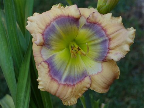 Photo Of The Bloom Of Daylily Hemerocallis Out Of The Blue Posted