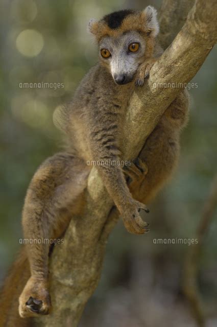 Crowned Lemur Eulemur Coronatus Male Ankarana S 32246001281 の写真素材