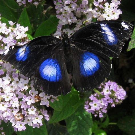 Blue Moon Butterfly Identification Facts And Pictures In 2021 Most