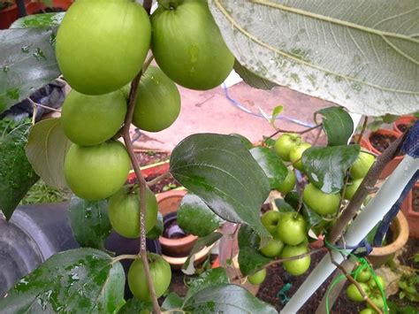 Kaedah penanaman pokok buah di dalam pasu atau lebih dikenali sebagai tabulanpot bukan lah sesuatu yang baru. Mini Kebun Belakang Rumah: BUAH BIDARA / APPLE VIETNAM