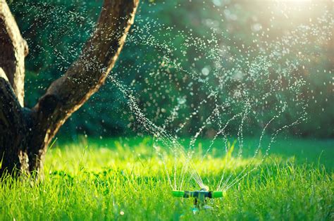Facts About Over Watering And Under Watering Trees Complete Tree Care