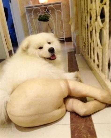 Dogs Wearing Pantyhose Album On Imgur