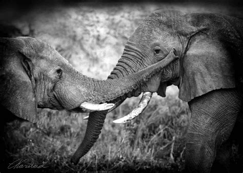 Elsen Karstads Pic A Day Kenya Amboseli Elephant Communication