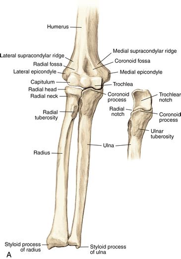 Elbow Bone Anatomy Anatomy Book