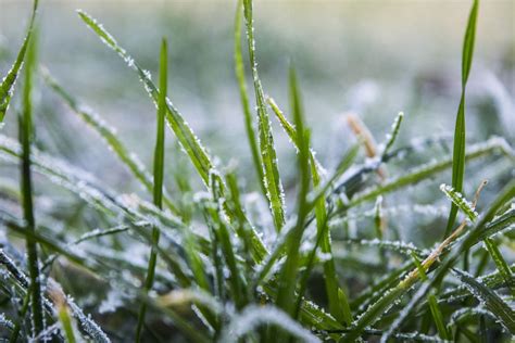 Hoary Frozen Grass Winter 12 Inch By 18 Inch Laminated Poster With
