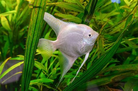 Tropical Fish Pterophyllum Scalare Altum Angelfish Swimming In