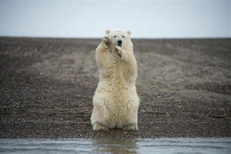 Polar Bear Spring Cub Sitting Upright On Hind Legs Alaska Usa