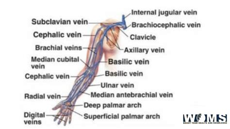 Veins Of The Upper Limb