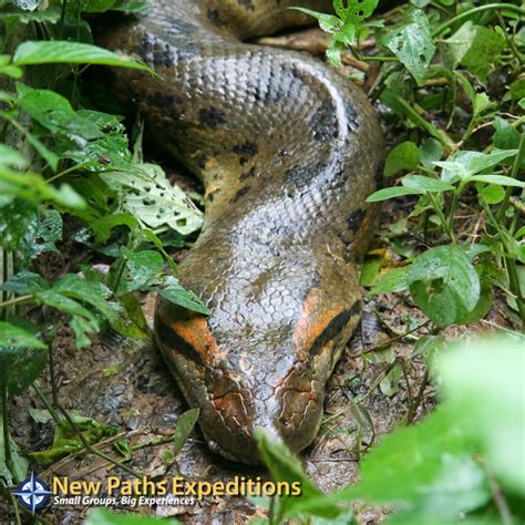 The Green Anaconda Of South America New Paths Expeditions