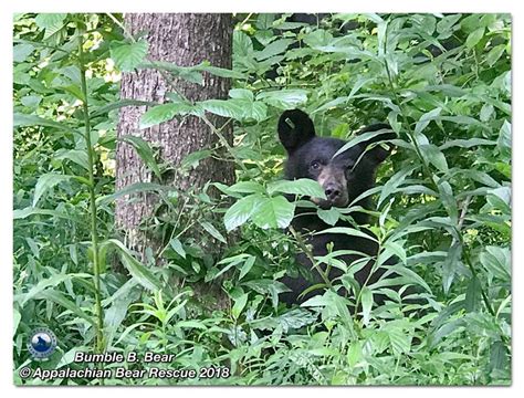 Bears Being Bears Appalachian Bear Rescue
