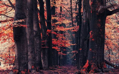 Wallpaper Trees Landscape Forest Fall Leaves Nature Red Winter