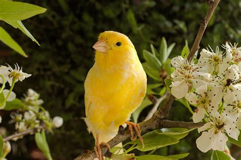 What Are The Best Singing Canaries Canary Finches And Canaries Guide