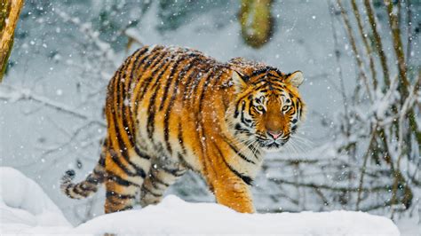 Bengal Tiger Snowfall Winter 4k Wallpapers Hd Wallpapers Id 30074