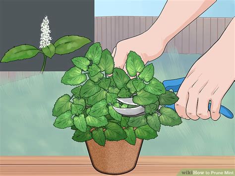 3 Ways To Prune Mint Wikihow