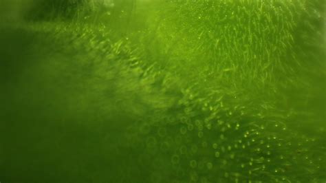 Greenish Photos Free Photo Download Freeimages