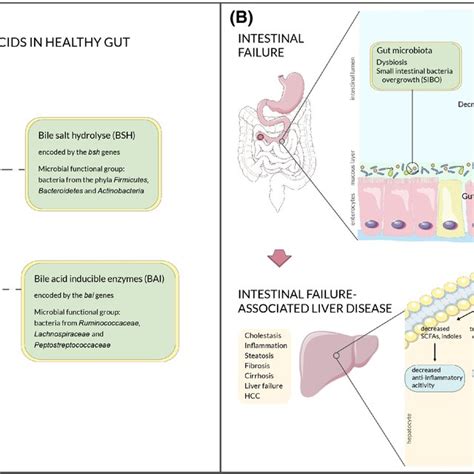 The Enterohepatic Circulation Of Bile Acids And The Fxr Pathway The