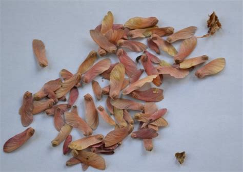 Japanese Maple Tree Seeds Germinate E Nqixz