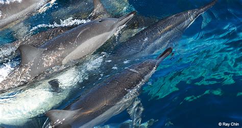 Seven Dolphin Species To Celebrate On National Dolphin Day Ocean