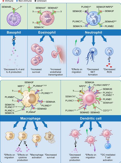 Frontiers The Role Of Semaphorins And Their Receptors In Innate