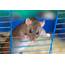 2 Splinter  Rat 10 Best Pet Names For Mice And Rats