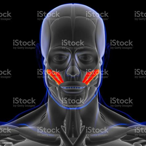 Zygomaticus Major And Minor Muscles