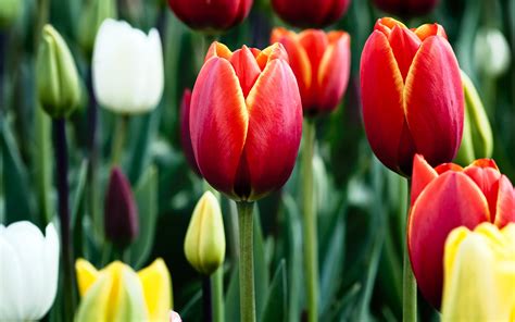 Tulipanes En Hd Floración Fondo De Escritorio Pantalla Ancha Alta