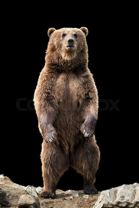 Big Brown Bear Standing On His Hind Legs Stock Image Colourbox