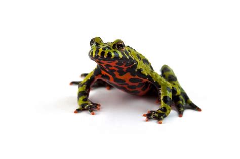 Fire Bellied Toad Learn About Nature