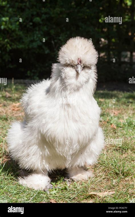 White Silkie Pet Chicken Stock Photo Alamy