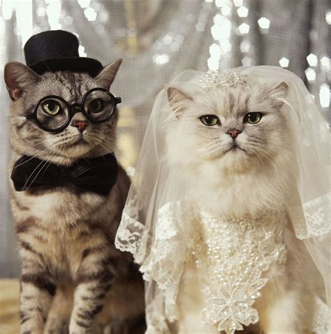 This Couple Got Married In Front Of 1100 Cats