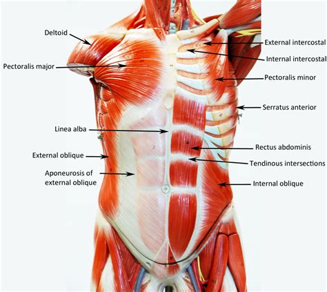 Other articles where sympathetic trunk is discussed: Male Muscle Figure - Labeled - HUMAN ANATOMY WEB SITE