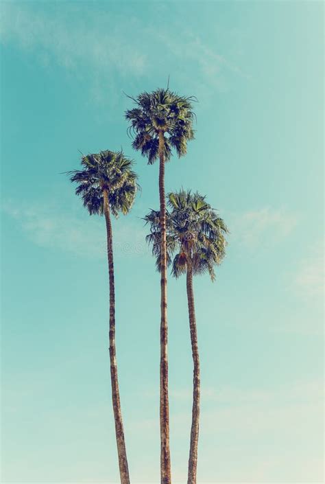 Palm Trees In Palm Springs Stock Photo Image Of Sunny 156736372
