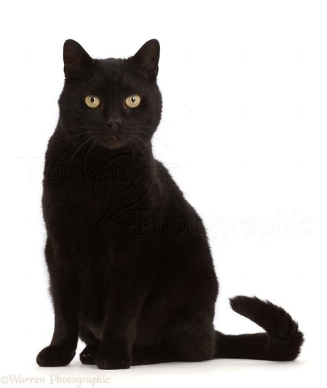 Black Male Cat Sitting Photo Wp48730
