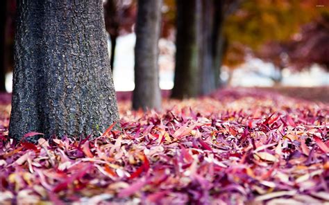 Autumn Leaves Pink Colour Wallpapers Wallpaper Cave