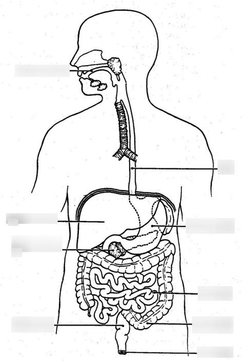 Biology Digestive System Diagram Quizlet