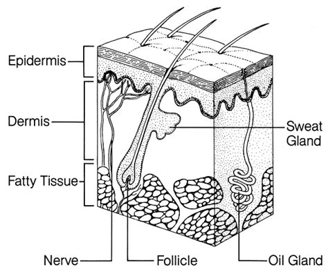 It regulates body temperature to protect against hyperthermia and hypothermia. Skin System Diagram | Skin health, Subcutaneous tissue