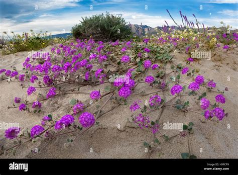 Desert Sand Verbena Blooming In Anza Borrego Desert State Park