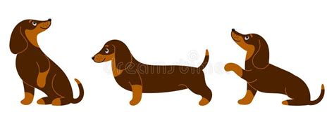 Set Of Cute Purebred Dachshunds In Different Poses Illustration In