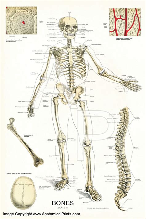 Learn more about the hardest working muscle in the body with this quick guide to the anatomy of the heart. Skeletal System Anatomy Chart 24 X 36