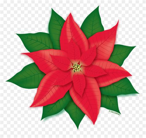 Poinsettia Drawing Transparent Png Poinsettia Png Stunning Free Transparent Png Clipart
