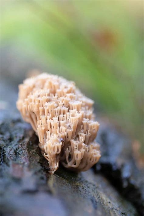 Crown Tipped Coral Identification Foraging And Cooking Guide