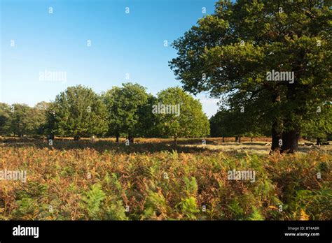 Autumn Trees In Richmond Park Surrey Uk Stock Photo Alamy