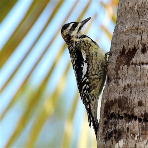 Popular Backyard Birds Of North Carolina With Pictures Birdwatching