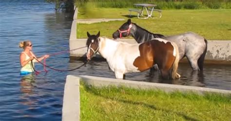 Two Horses See Water For The First Time And Are Having The Best Time Ever