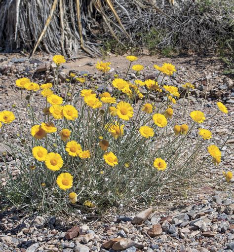 4 Enchanting Desert Flowers That Thrive In Late Summer Phoenix Home