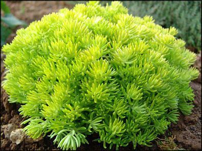 There are 47 perennial zones 3 9 for sale on etsy, and they cost $17.56 on average. Sedum Lemon Ball | Sedum mexicanum 'Lemon Ball' | Yellow ...