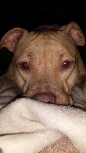 Shes A Snuggly Thing Pitbulls Animals Dogs
