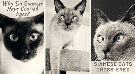 Why Do Siamese Cats Cross Their Eyes