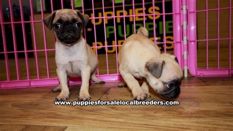 Find pug dogs and puppies from georgia breeders. Fawn Pug Puppies For Sale Georgia at Lawrenceville - Puppies For Sale Local Breeders