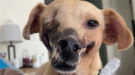 Fighting Bait Dog Who Lost Half Her Face Is Unrecognisable After